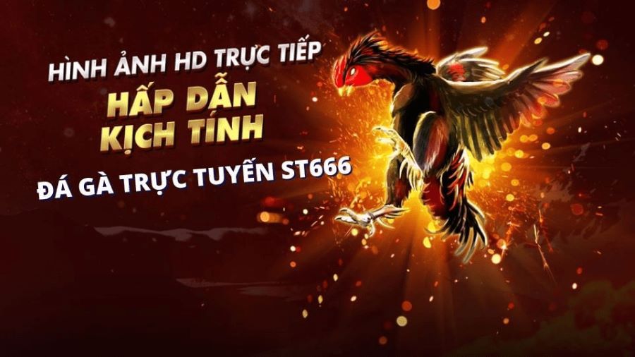 Sân chọi gà nổi tiếng ST666