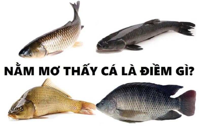 Nằm mơ thấy cá 1