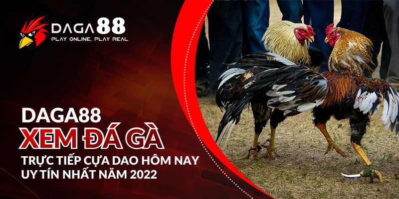 Hướng Dẫn Cá Cược Đá Gà DAGA88